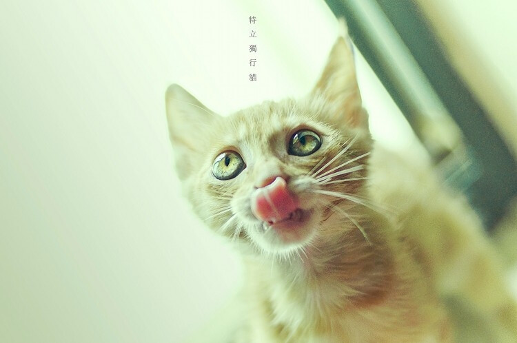 喵星人的逆袭