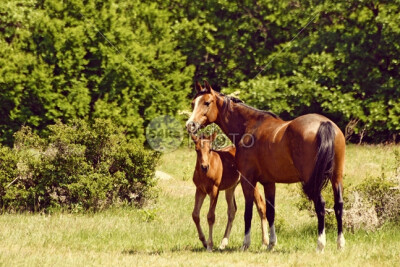 Mare With Foal Grazing young walking walk stud stallion pet peaceful pasture outdoor mother mare mane Mammals mammal little landscape horses horse horizontal green grazing graze grass foal field fauna…