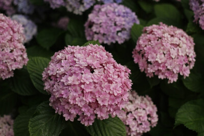 八仙花“花手鞠”