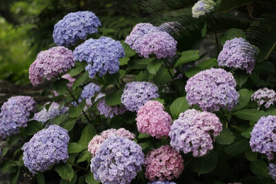 八仙花“花手鞠”