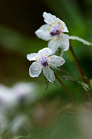 Eranthis pinnatifida 日本菟葵