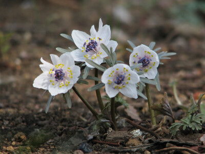 Eranthis pinnatifida 日本菟葵