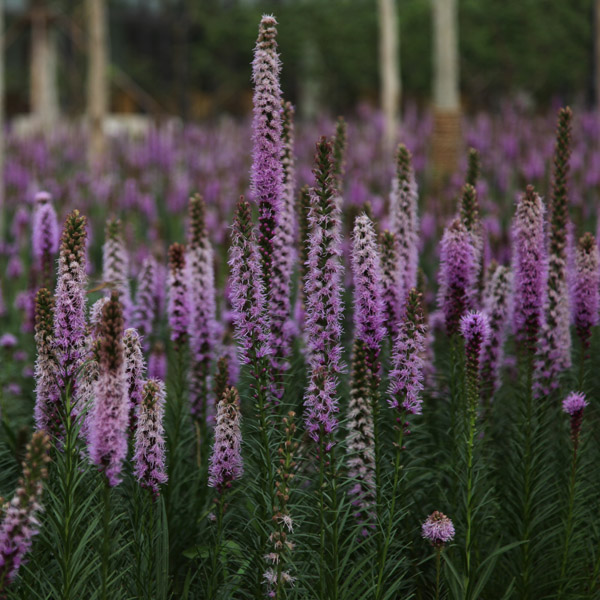 蛇鞭菊（菊科蛇鞭菊属）