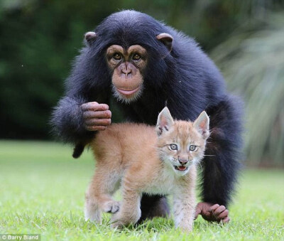 美国动物园猞猁与黑猩猩成伙伴形影不离
