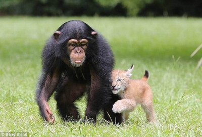 美国动物园猞猁与黑猩猩成伙伴形影不离