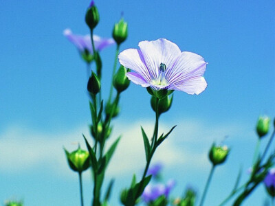 亚麻花