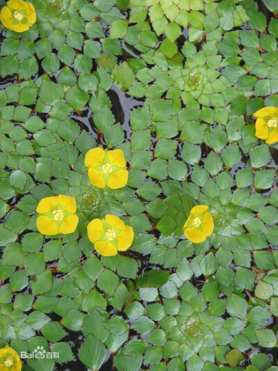 菱叶丁香蓼 简介：一年生浮叶草本植物，茎细长，叶二型，沉水叶羽状细裂，裂片丝状，灰绿色，漂浮叶聚生于茎顶，较小，叶片宽三角形，长1.5-2.5cm宽2-4cm,边缘具牙齿，表面绿色，边缘紫红色，背面淡紫色，花苋色，…