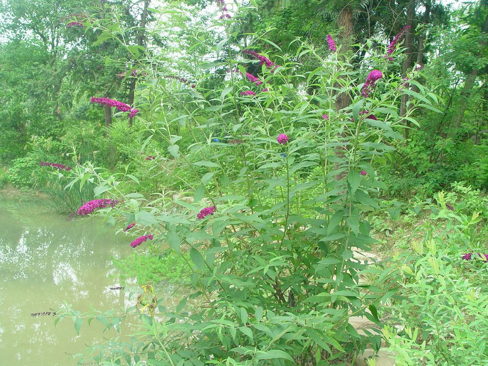 醉鱼草属(Buddleja)100馀种植物的统称。原产世界热带和亚热带地区。大部分醉鱼草属的种叶具有茸毛或糠秕状物，花簇生，紫色、白色、黄色或橙色。有几个种栽培为庭园观赏植物 中文学名： 醉鱼草 别称： 闭鱼花，痒见消，鱼尾草，樚木，五霸蔷 二名法： Buddleja lindleyana 门： 被子植物门 Magnoliophyta 纲： 双子叶植物纲 Magnoliopsida 目： 唇形目 Lamiales 科： 马钱科Loganiaceae 属： 醉鱼草属 Buddleja 种： 醉鱼草 B. lindleyana 分布区域： 西南及江苏、安徽、浙江、江西、福建、湖北、湖