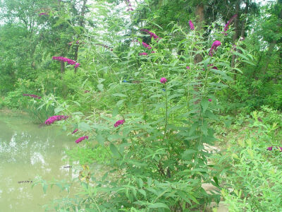 醉鱼草属(Buddleja)100馀种植物的统称。原产世界热带和亚热带地区。大部分醉鱼草属的种叶具有茸毛或糠秕状物，花簇生，紫色、白色、黄色或橙色。有几个种栽培为庭园观赏植物 中文学名： 醉鱼草 别称： 闭鱼花，痒见…