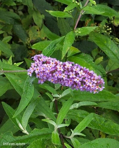 醉鱼草属(Buddleja)100馀种植物的统称。原产世界热带和亚热带地区。大部分醉鱼草属的种叶具有茸毛或糠秕状物，花簇生，紫色、白色、黄色或橙色。有几个种栽培为庭园观赏植物 中文学名： 醉鱼草 别称： 闭鱼花，痒见…