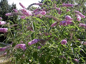 醉鱼草属(Buddleja)100馀种植物的统称。原产世界热带和亚热带地区。大部分醉鱼草属的种叶具有茸毛或糠秕状物，花簇生，紫色、白色、黄色或橙色。有几个种栽培为庭园观赏植物 中文学名： 醉鱼草 别称： 闭鱼花，痒见…