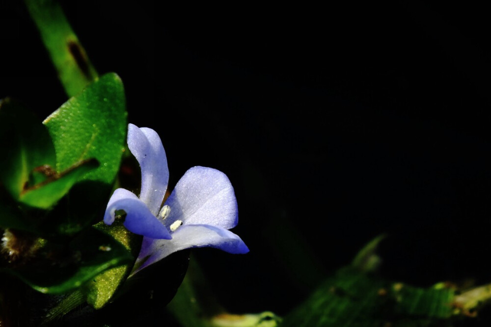 蓝色的水生植物花图片4