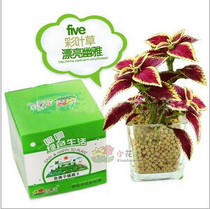 正品 小花迷陶碳球种植 负离子二代植物桌面迷你小盆栽植物工艺品