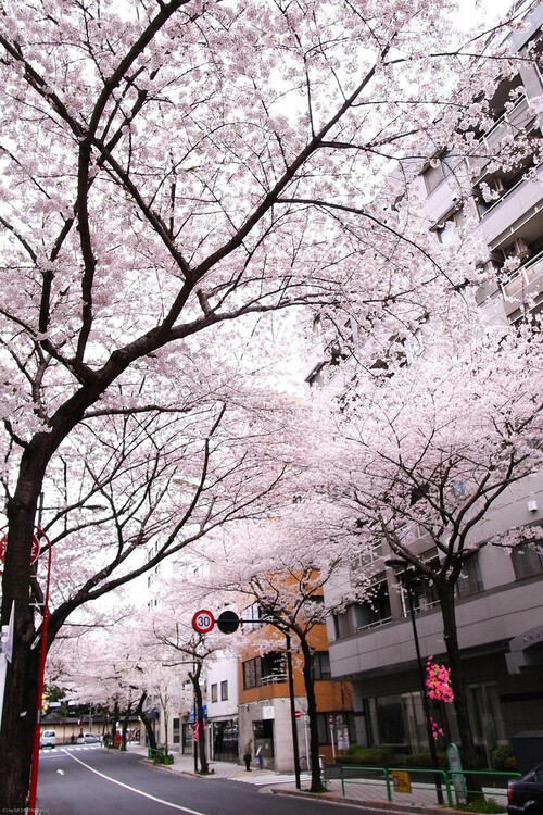 和风,日系,风景,摄影,旅行,日本,城市,自然,视觉,色彩,恋物,花,植物,街道