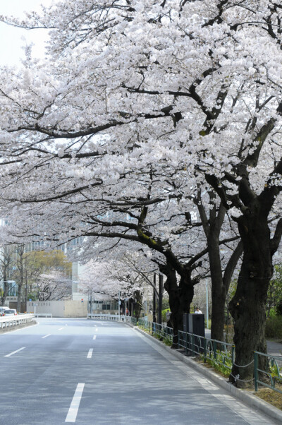 日系,风景,摄影,旅行,日本,和风,城市,自然,视觉,色彩,恋物,花,植物,街道