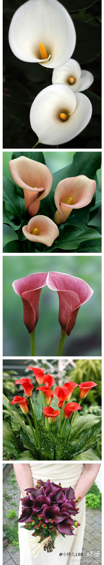 马蹄莲Calla lily，天南星科球根花卉。原产非洲南部，自然花期从3到8月。马蹄莲花语：博爱圣洁，虔诚永恒，优雅高贵，纯洁无暇的爱。