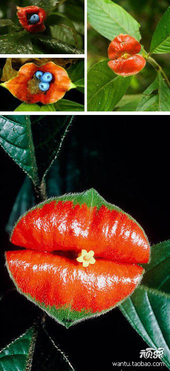 【烈焰红唇】这种植物叫“热唇草”，双子叶被子…