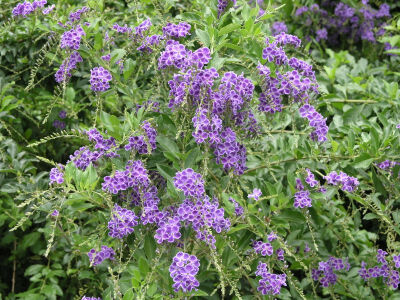 蕾丝金露花（ 马鞭草科金露花属）