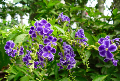 蕾丝金露花（ 马鞭草科金露花属）