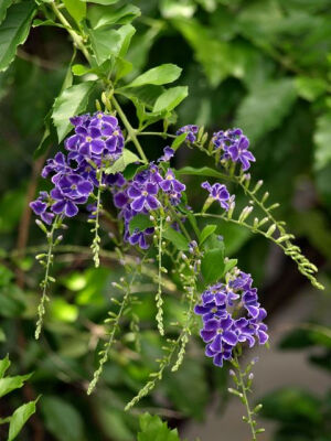 蕾丝金露花（ 马鞭草科金露花属）