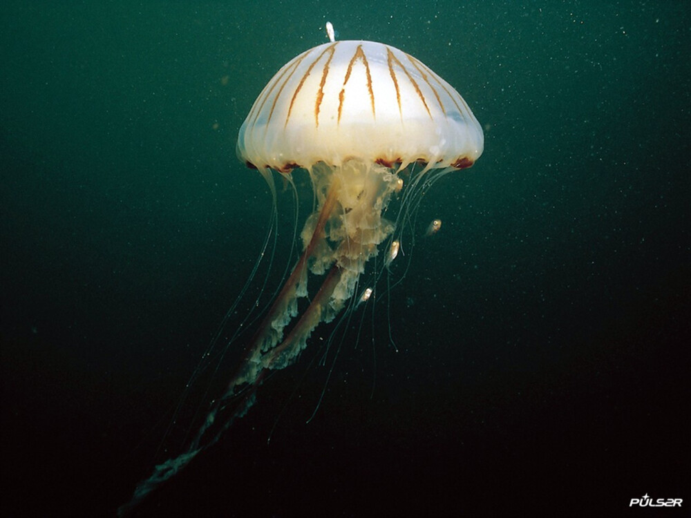 黑星海刺水母