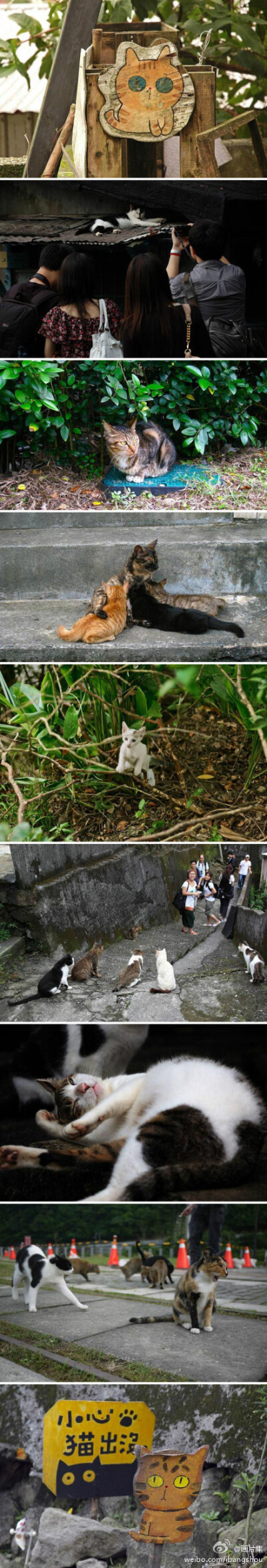 被大量喵星人霸占的台湾猫村。