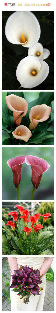 马蹄莲Calla lily，天南星科球根花卉。原产非洲南部，自然花期从3到8月。马蹄莲花语：博爱圣洁，虔诚永恒，优雅高贵，纯洁无暇的爱。