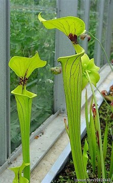 瓶子草 瓶子草（Sarracenia）属于瓶子草科瓶子草属植物，本属植物原产西欧、北美和墨西哥等地。因为它们的筒状叶内能分泌消化液，与其贮藏的雨水相混可促使陷入筒内的昆虫溃烂。也就是说，它们是用叶子来捕捉和消化蚂蚁、黄蜂等昆虫的。