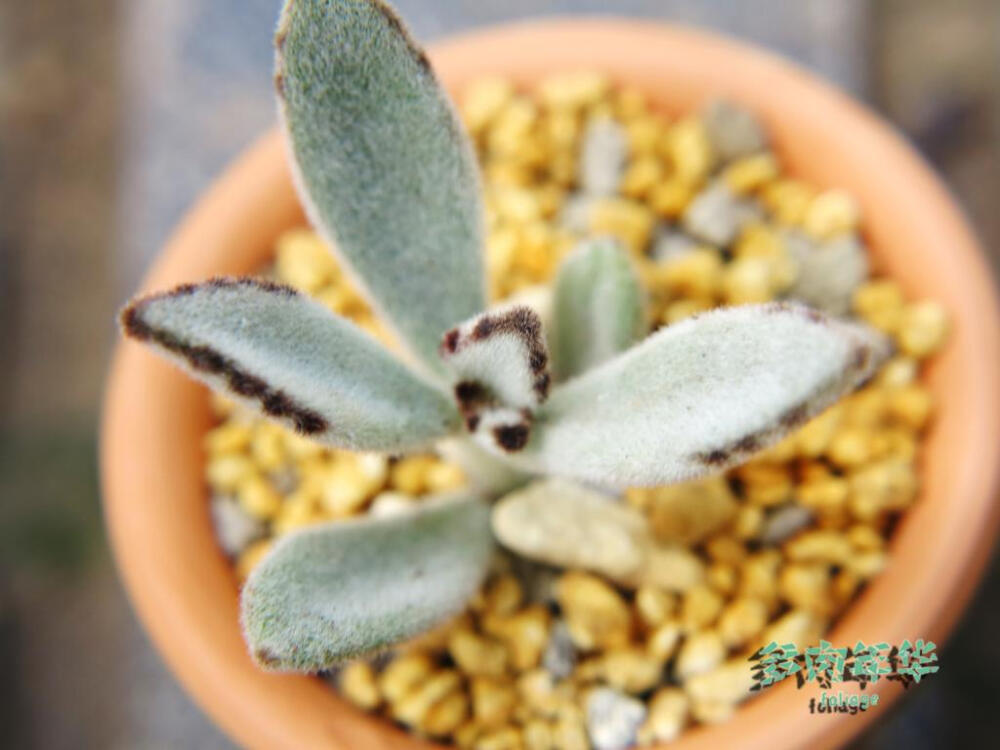 多肉年华 月兔耳 景天科 伽蓝菜属 多肉植物 迷你植物