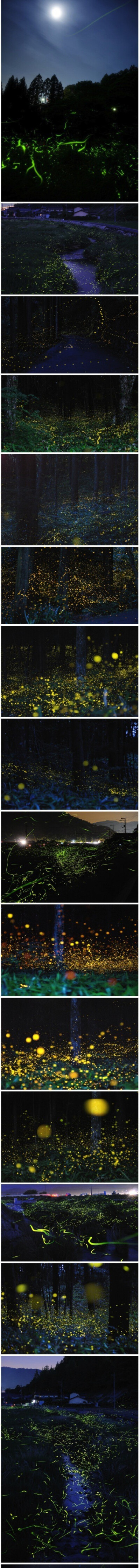 日本长野县辰野町松尾峡，萤火虫童话公园。我愿意萤火虫的鉴证下许下我们永久的誓言！