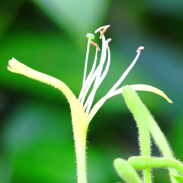 金银花纯露哦~~