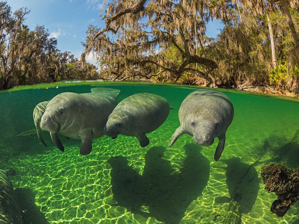 Manatees swim close to the water's surface because they are air-breathing mammals. They use their stiff facial bristles to guide food into their mouths.