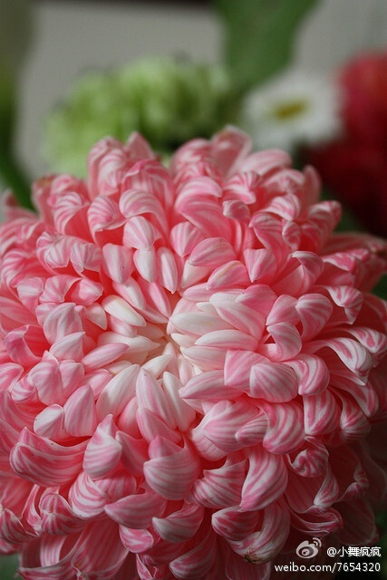 Chrysanthemum Flowers Garden Love