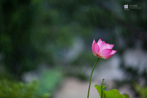 Photograph lotus blossom by Yangwoo Kim on 500px