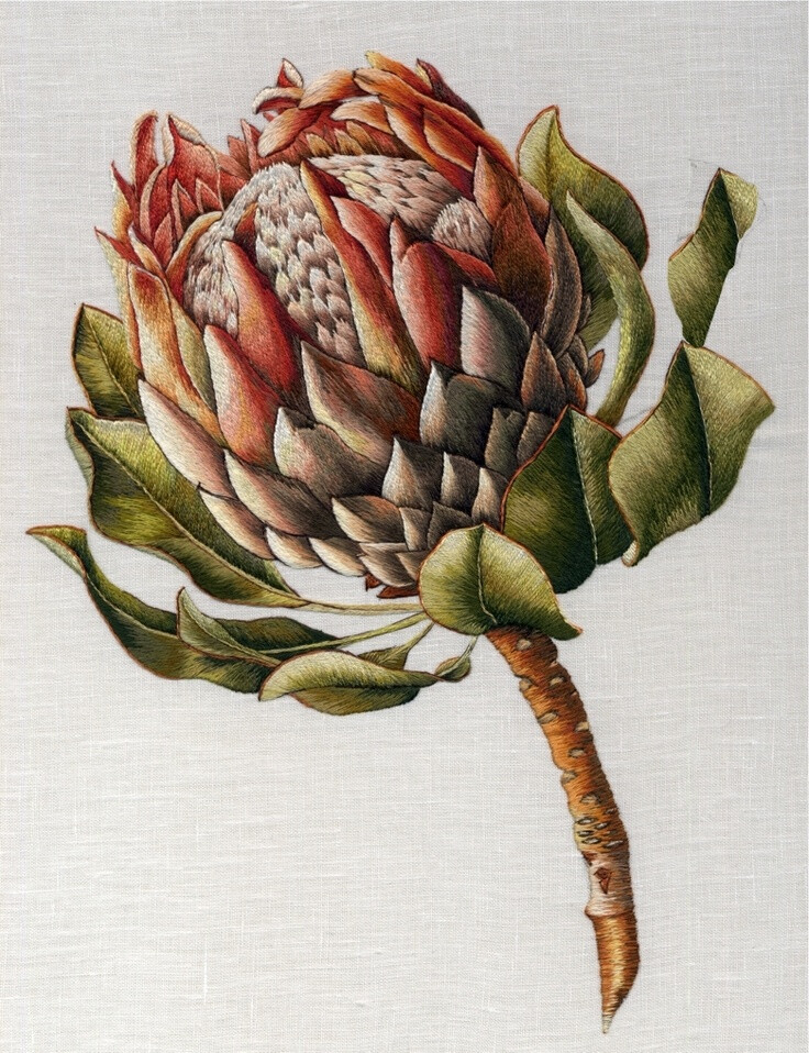 protea.jpg (781×1017)
