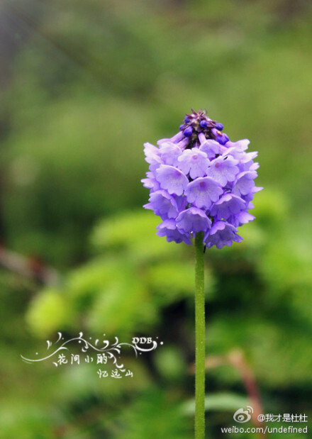 穗花报春~