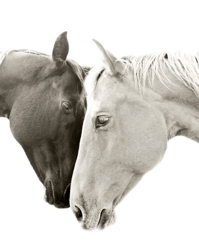 Sweet Photograph, Romantic Horse photo, TOGETHER, Size 8x10, animal art, equestrian photography