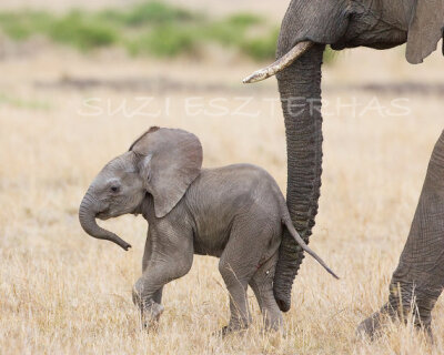 Baby Animal Photography, BABY ELEPHANT PHOTO, 8 X 10, Nursery Art, Wildlife, Kids Room Decor, Nursery Wall Art, Safari, Zoo, Baby Nursery