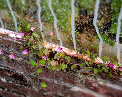 Dutch Flower Growing out of a Wall, Tilt-Shift Style Photography on Canvas