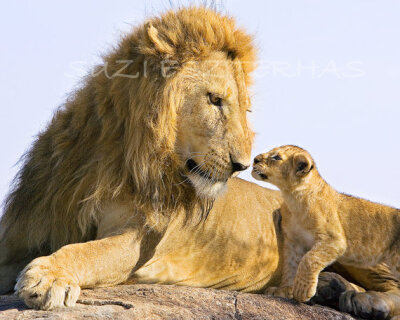 LION BABY and DAD- 8 X 10 Photo - Baby Animal Photograph, Wildlife Photography, Wall Decor, Nursery Art, African Safari, Nature, Fathers Day