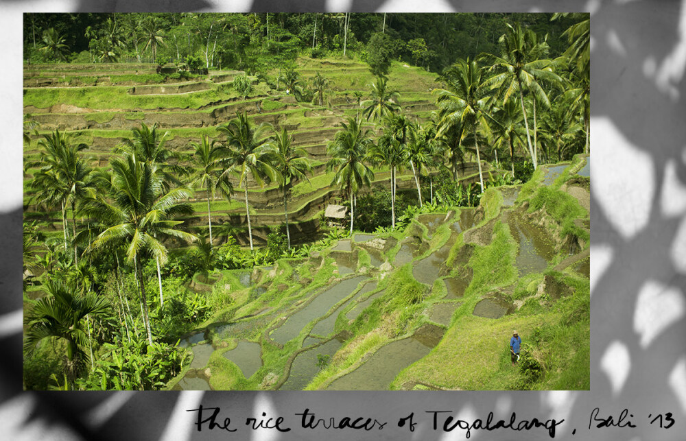 tegalalang-rice-terrace