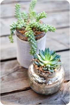 how to: succulents