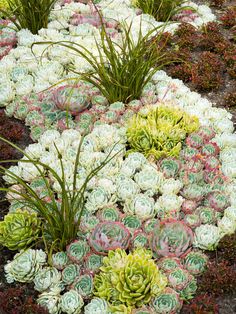 River of Hen and Chicks