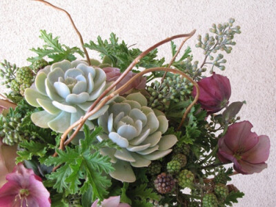 Floral Verde LLC » Blog Archive » Hellebores and Echeveria ‘Lucita’