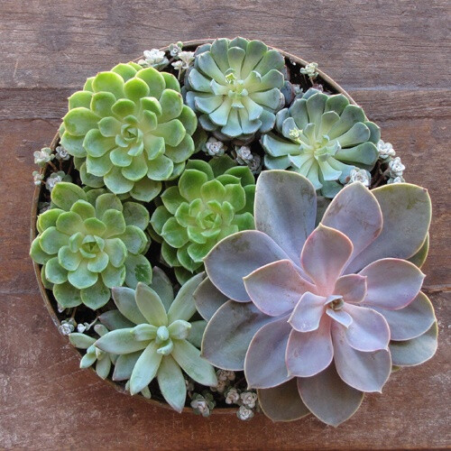 Floral Verde LLC » Blog Archive » Rental Succulent Centerpieces