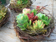 Succulent Nest :)