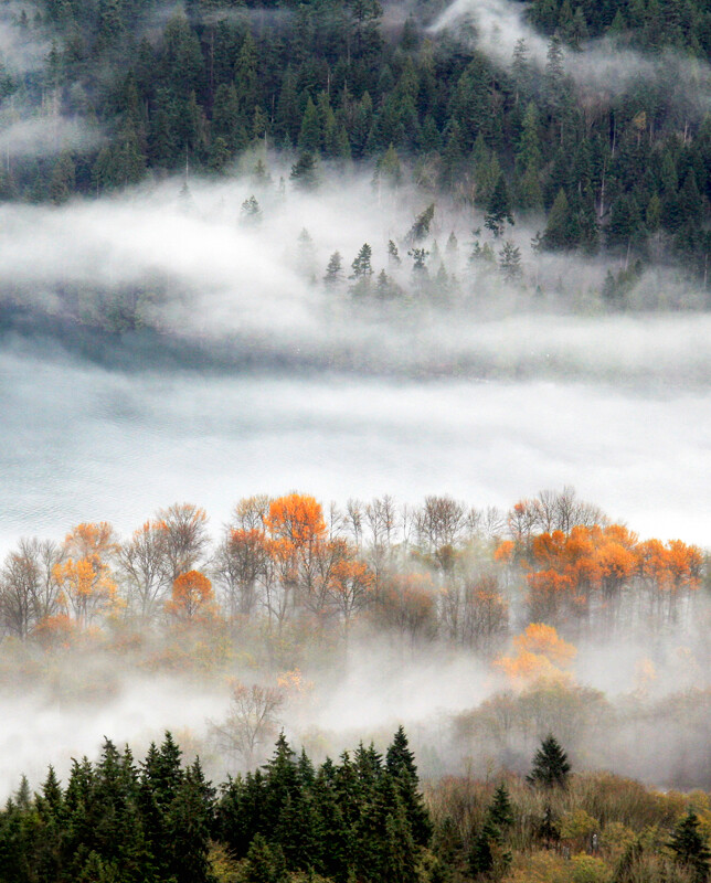 #全球园林摄影师奖2012年度获奖作品#Trees in the Mist ，雾中的树