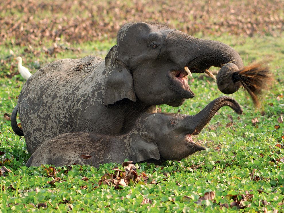 Wild elephants live in India's fertile Kaziranga floodplain, where marshland, tall grass, and forests provide shelter and food. Kaziranga National Park takes in 50 miles of the Brahmaputra River and harbors some 1,300 elephants.