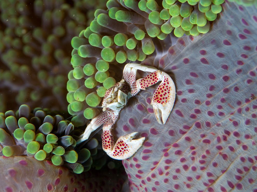 A red-spotted porcelain crab clings to an anemone in this underwater photo from a member of our Your Shot community. The tiny crustaceans often tuck themselves away under stones, among sponges, amid mussels, and in other hiding spots. Check out the bold new look and feel of Your Shot, where you can