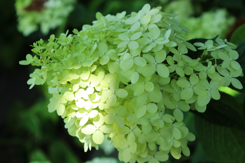 圆锥绣球‘聚光’(‘石灰灯’) Hydrangea paniculata 'Limelight'